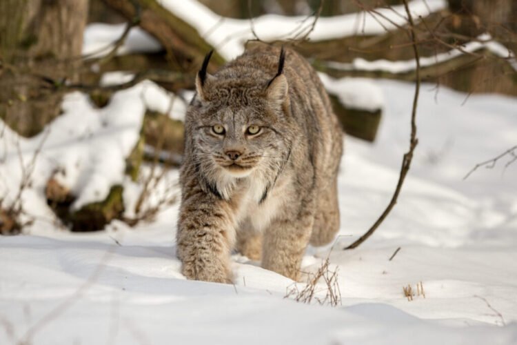 Meet The Stunning Big-Pawed Canadian Lynx – One Of The Rarest Big Cats ...