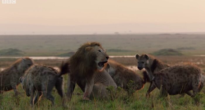 Lion Is Losing A Fight To 20 Hyenas Until His Brother Comes To The Rescue