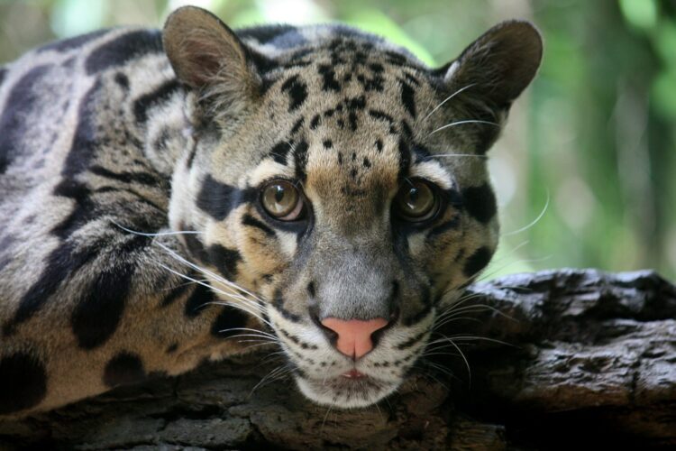 ‘Extinct’ Clouded Leopard Spotted in Taiwan for First Time in Over 30 ...