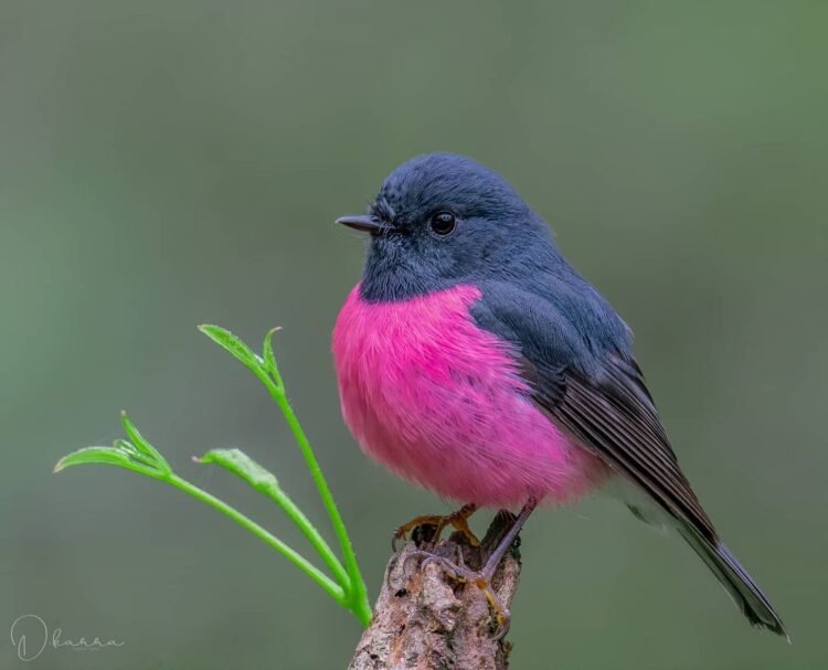 Meet The Pink Robin, The Little Ball Of Joy So Beautiful, Many Think It 