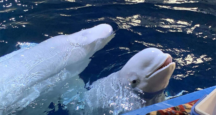 Two Beluga Whales Are Very Happy To Be Rescued From Performing In China