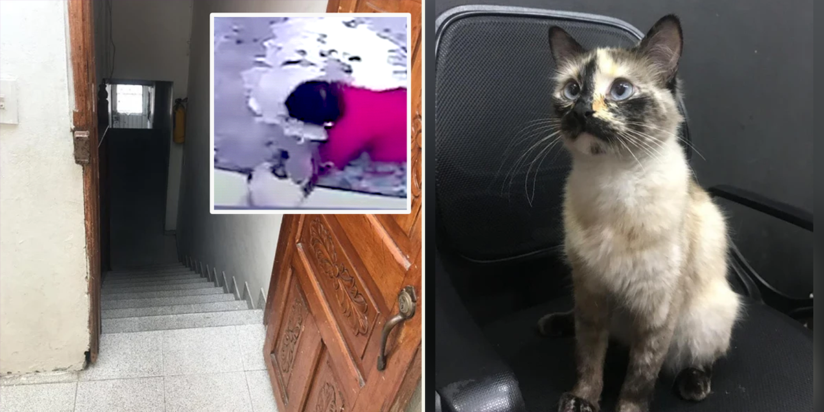 Guardian Angel Cat Saves Baby From Falling Down Stairs KingdomsTV